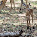 BWA NW Chobe 2016DEC04 NP 018 : 2016, 2016 - African Adventures, Africa, Botswana, Chobe National Park, Date, December, Month, Northwest, Places, Southern, Trips, Year